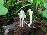 Resinomycena rhododendri image
