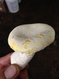 Pleurotus dryinus image