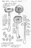 Cortinarius helobius image