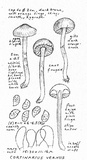 Cortinarius vernus image