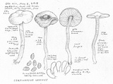 Cortinarius vernus image