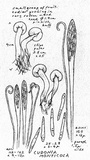Pachycudonia monticola image