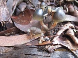 Psilocybe papuana image