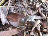 Psilocybe papuana image