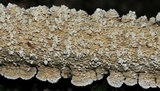 Irpex lacteus image