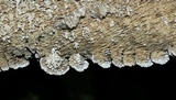 Irpex lacteus image