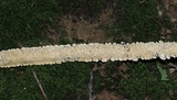 Irpex lacteus image