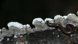 Irpex lacteus image