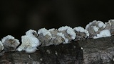 Irpex lacteus image