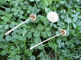 Conocybe apala image