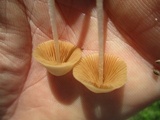 Conocybe apala image