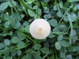 Conocybe apala image