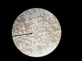 Conocybe apala image