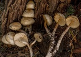 Mycena overholtsii image
