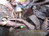 Psilocybe papuana image