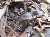 Psilocybe papuana image