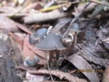 Psilocybe papuana image
