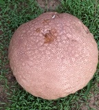 Calvatia cyathiformis image
