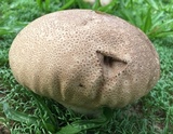 Calvatia cyathiformis image