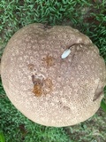 Calvatia cyathiformis image
