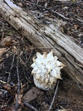 Calvatia sculpta image