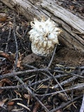 Calvatia sculpta image