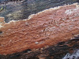 Ceriporia spissa image