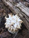 Calvatia sculpta image