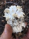 Calvatia sculpta image