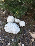 Calvatia sculpta image