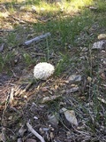 Calvatia sculpta image