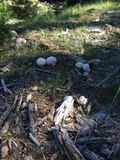Calvatia sculpta image