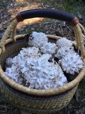Calvatia sculpta image