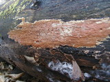 Ceriporia spissa image