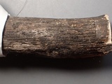 Hysterobrevium smilacis image