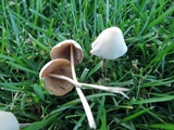 Conocybe apala image