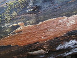 Ceriporia spissa image