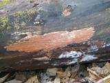 Ceriporia spissa image