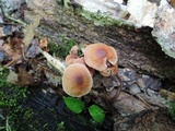 Gymnopus inodorus image