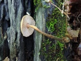 Gymnopus inodorus image