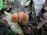 Gymnopus inodorus image