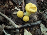 Cantharellus phasmatis image