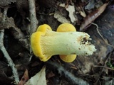 Cantharellus phasmatis image