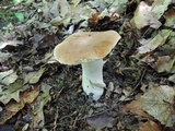 Boletus atkinsonii image