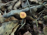 Rhizomarasmius pyrrhocephalus image
