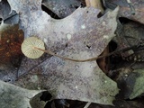 Rhizomarasmius pyrrhocephalus image