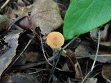 Rhizomarasmius pyrrhocephalus image