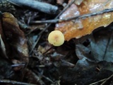 Rhizomarasmius pyrrhocephalus image