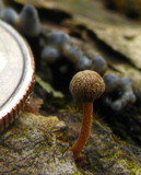 Mycena corticola image