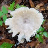 Amanita sect. Vaginatae image